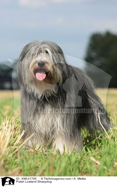 Polish Lowland Sheepdog / KMI-01795