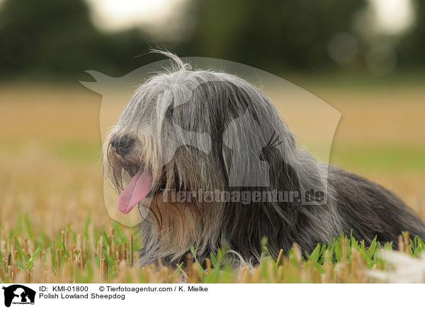 Polish Lowland Sheepdog / KMI-01800
