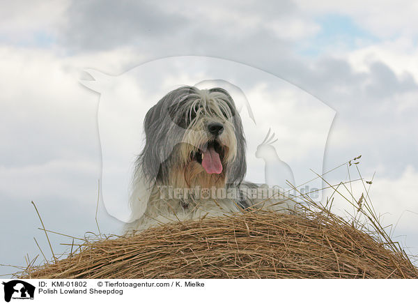 Polish Lowland Sheepdog / KMI-01802