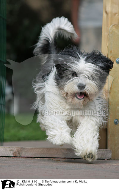 Polish Lowland Sheepdog / KMI-01810