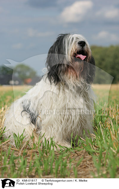 Polish Lowland Sheepdog / KMI-01817