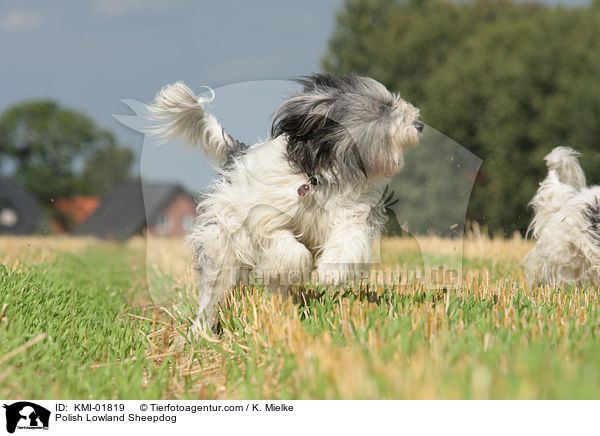 Polish Lowland Sheepdog / KMI-01819