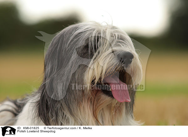 Polnischer Niederungshtehund / Polish Lowland Sheepdog / KMI-01825