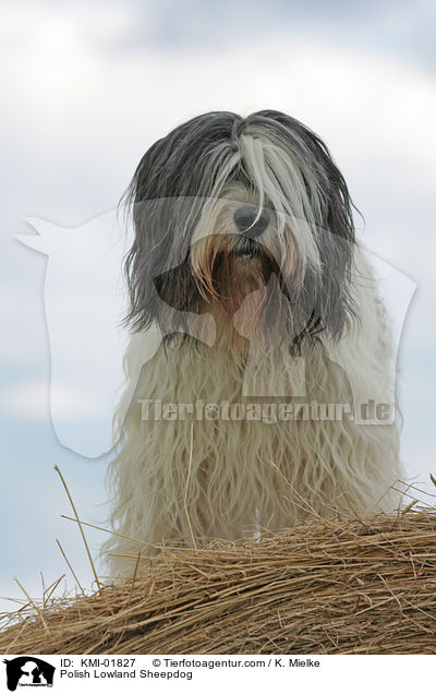 Polish Lowland Sheepdog / KMI-01827