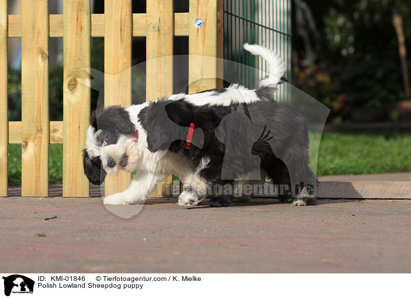 Polish Lowland Sheepdog puppy / KMI-01846