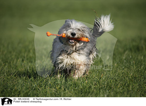 Polish lowland sheepdog / RR-30936