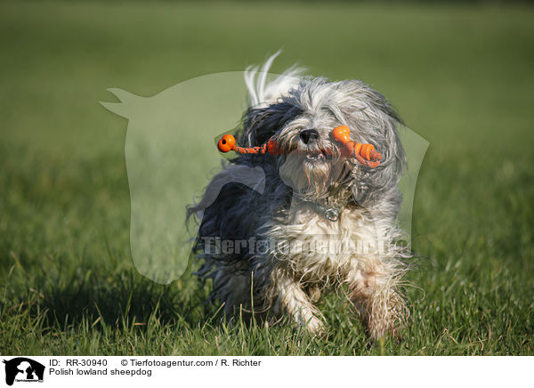 Polish lowland sheepdog / RR-30940