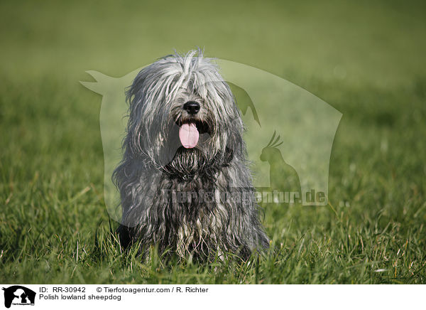 Polish lowland sheepdog / RR-30942