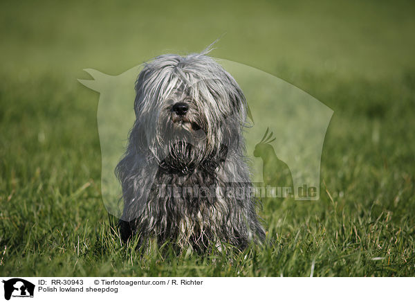 Polish lowland sheepdog / RR-30943