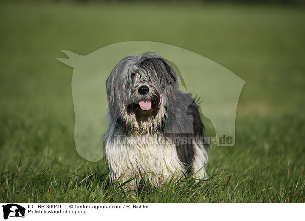 Polish lowland sheepdog / RR-30949