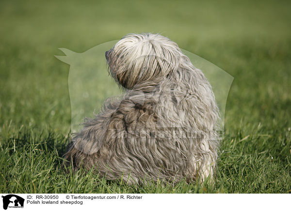 Polish lowland sheepdog / RR-30950