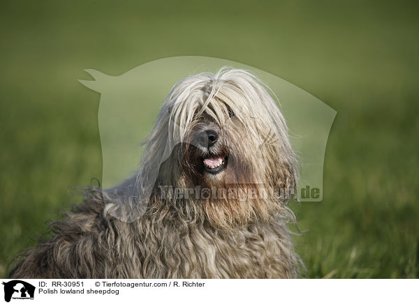 Polish lowland sheepdog / RR-30951