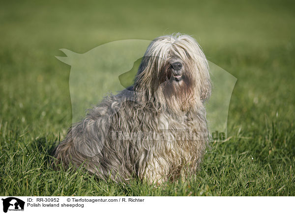 Polish lowland sheepdog / RR-30952