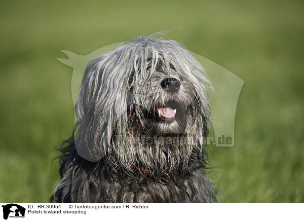 Polish lowland sheepdog / RR-30954