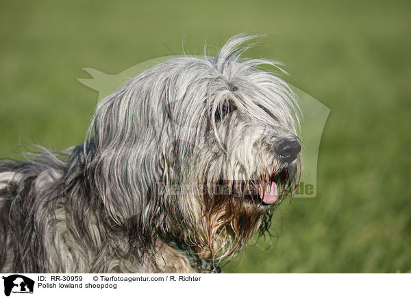 Polnischer Niederungshtehund / Polish lowland sheepdog / RR-30959