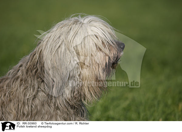 Polish lowland sheepdog / RR-30960
