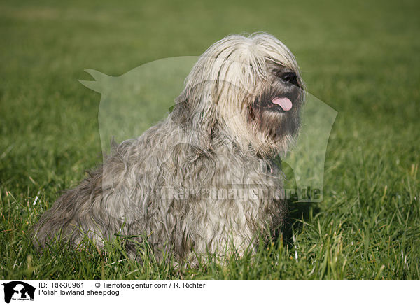 Polish lowland sheepdog / RR-30961