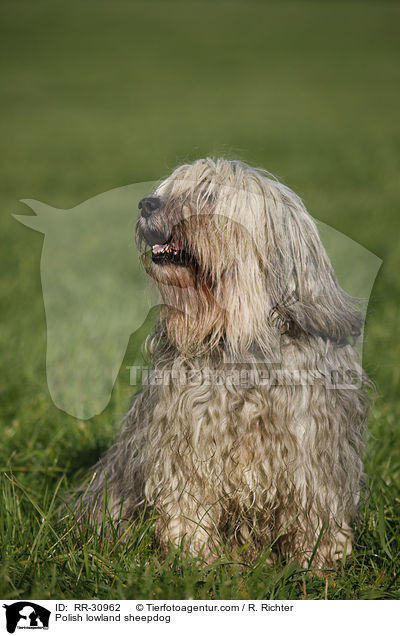 Polish lowland sheepdog / RR-30962