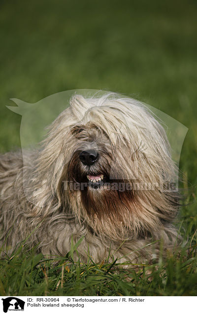 Polnischer Niederungshtehund / Polish lowland sheepdog / RR-30964