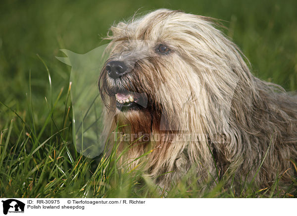 Polish lowland sheepdog / RR-30975