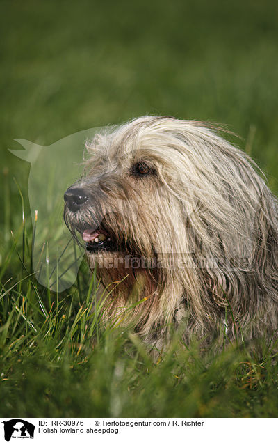 Polish lowland sheepdog / RR-30976