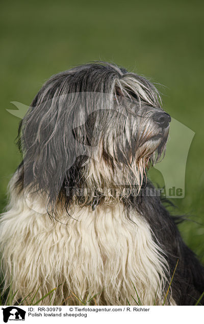 Polish lowland sheepdog / RR-30979