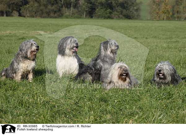 Polish lowland sheepdog / RR-30985