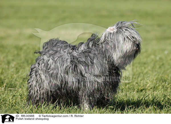 Polish lowland sheepdog / RR-30986