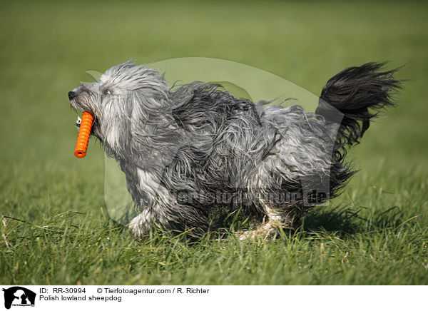 Polnischer Niederungshtehund / Polish lowland sheepdog / RR-30994