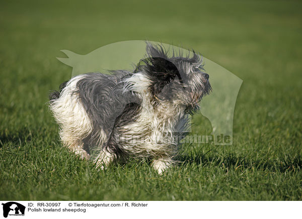 Polish lowland sheepdog / RR-30997