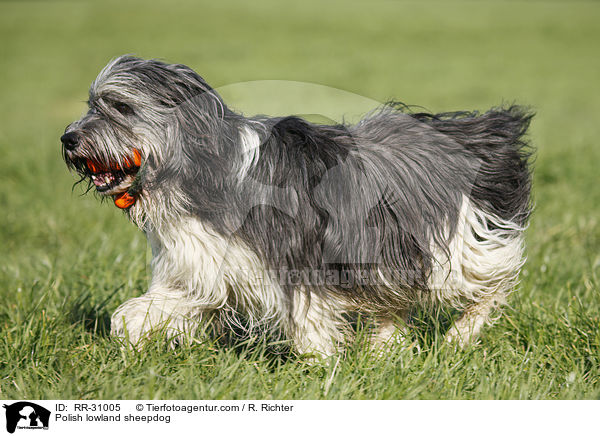 Polish lowland sheepdog / RR-31005