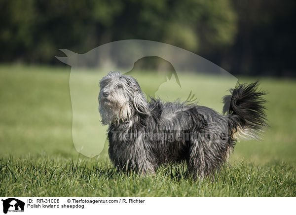 Polish lowland sheepdog / RR-31008