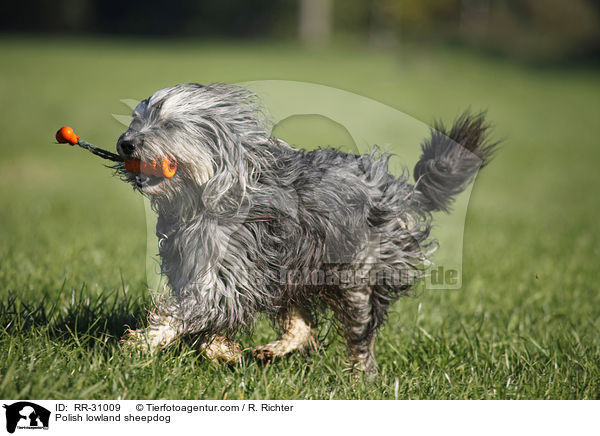 Polish lowland sheepdog / RR-31009