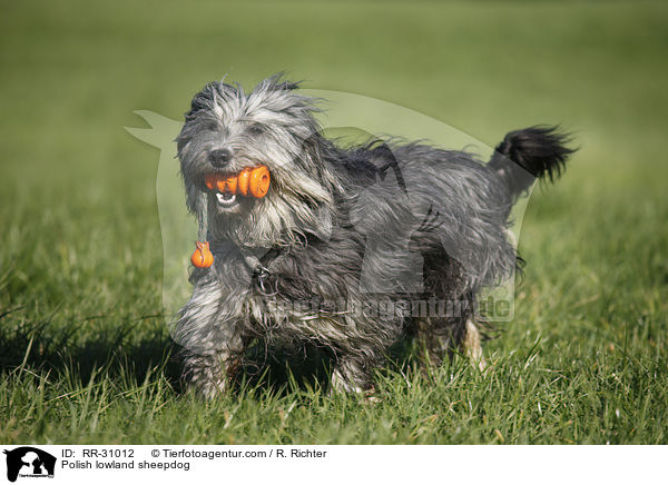Polish lowland sheepdog / RR-31012