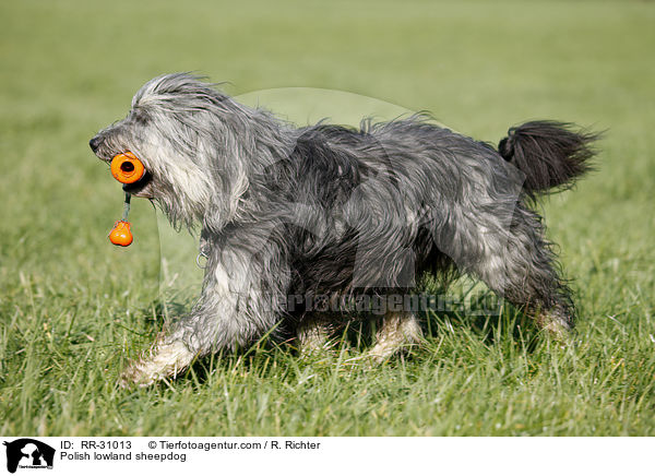 Polish lowland sheepdog / RR-31013
