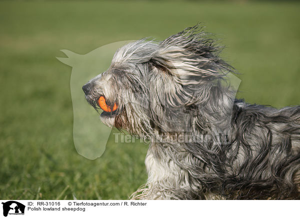 Polnischer Niederungshtehund / Polish lowland sheepdog / RR-31016