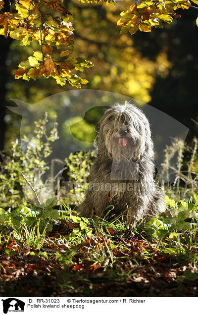 Polish lowland sheepdog / RR-31023