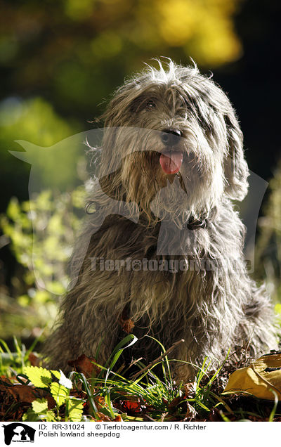 Polish lowland sheepdog / RR-31024