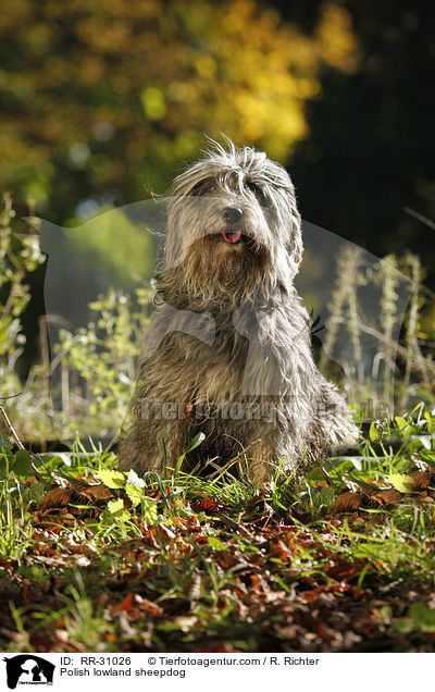 Polnischer Niederungshtehund / Polish lowland sheepdog / RR-31026