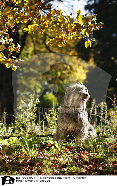 Polnischer Niederungshtehund / Polish lowland sheepdog / RR-31027