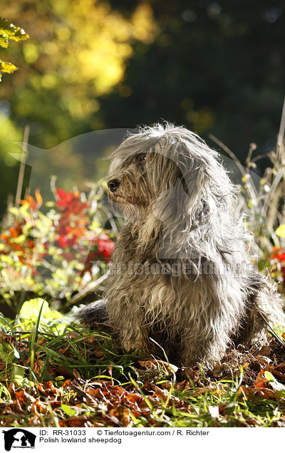 Polish lowland sheepdog / RR-31033