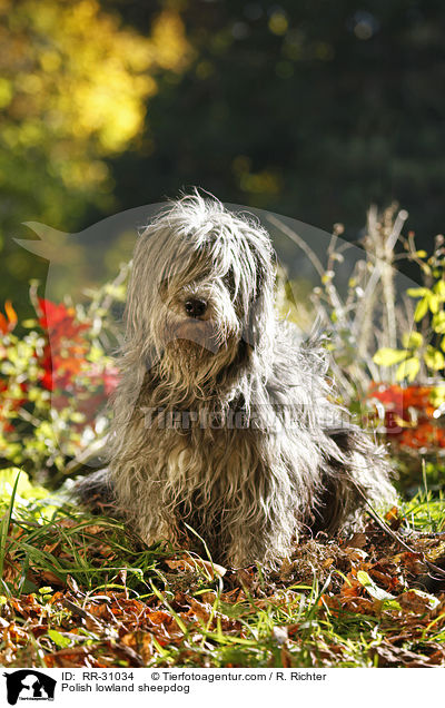 Polish lowland sheepdog / RR-31034