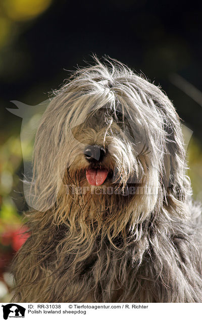 Polish lowland sheepdog / RR-31038