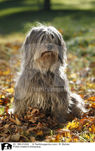 Polish lowland sheepdog / RR-31049