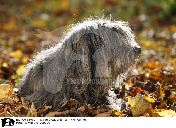 Polish lowland sheepdog / RR-31052