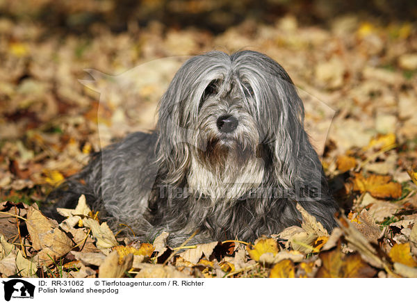 Polish lowland sheepdog / RR-31062