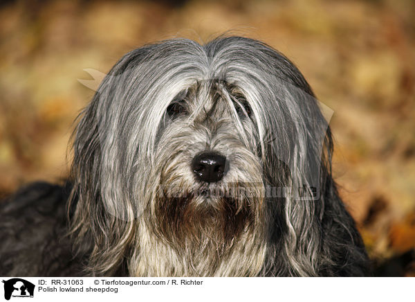 Polish lowland sheepdog / RR-31063
