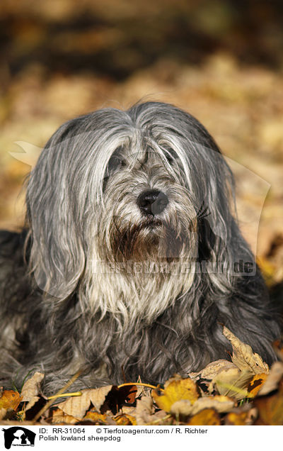 Polish lowland sheepdog / RR-31064
