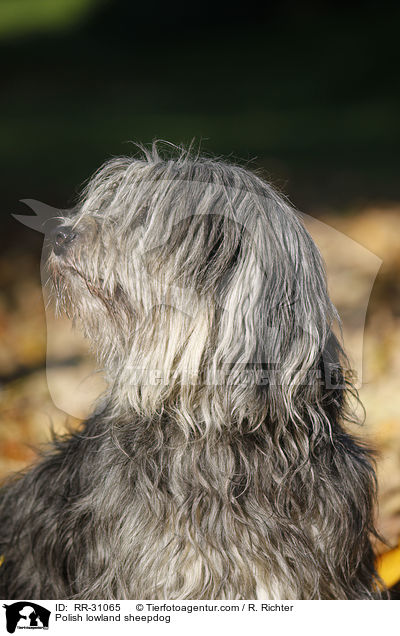 Polish lowland sheepdog / RR-31065
