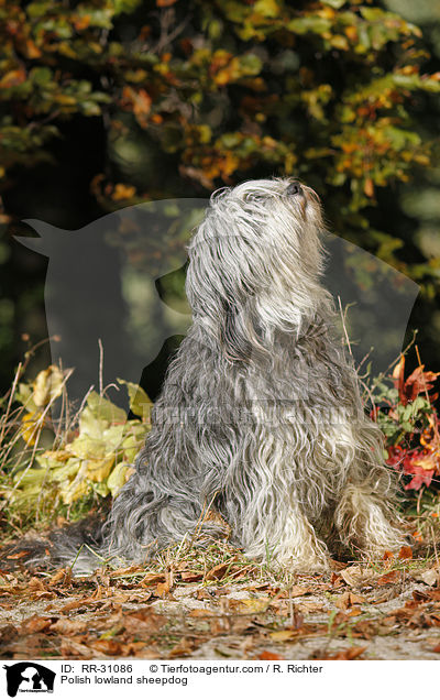 Polish lowland sheepdog / RR-31086
